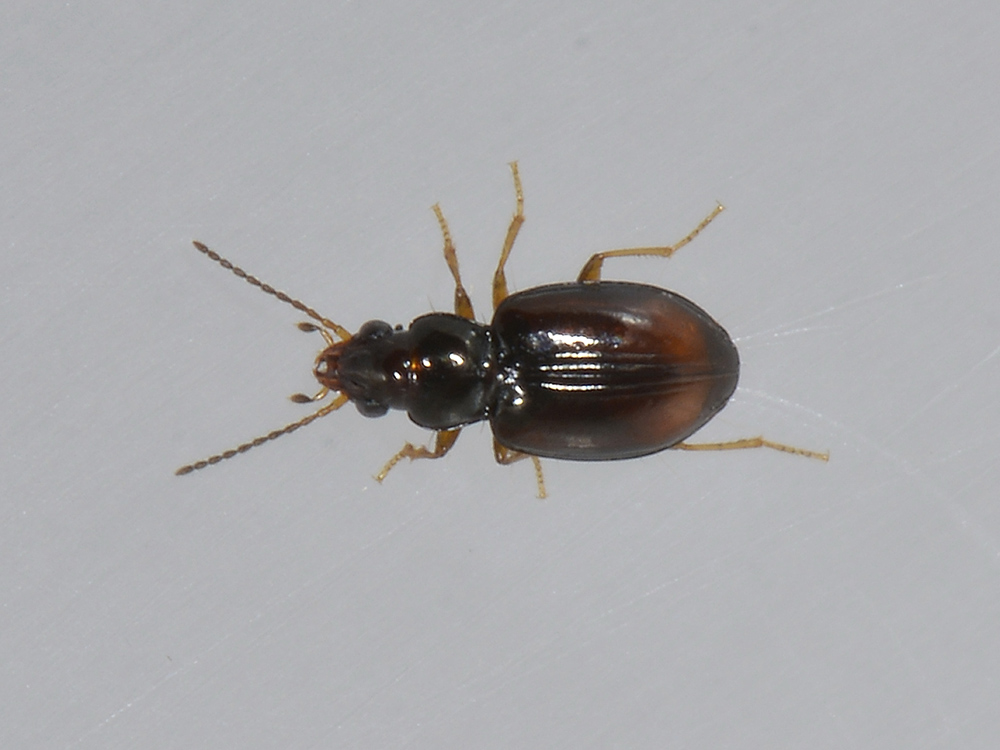 Sphaerotachys hoemorrhoidalis (Carabidae)